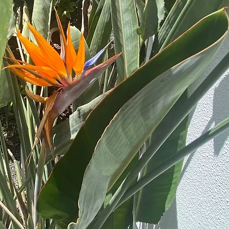 Casa Rosalia Ferienhaus Corralejo